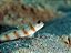 Steinitz's Goby - Imagem 2