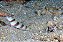 Steinitz's Goby - Imagem 1