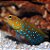 Blue Spotted Jawfish - Imagem 1