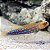 Blue Spotted Jawfish - Imagem 2