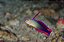 Purple Firefish Yellow Face - Imagem 2