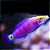 Mysteri Wrasse - Imagem 3