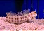 Orange Spotted Blenny - Imagem 1