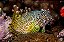 Leopard Blenny - Imagem 1