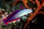 Purple Firefish - Imagem 2