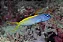 Forktail Blenny - Imagem 1