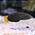 Yellow Tail Tamarin Wrasse - Imagem 1