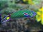 Thalassoma Lunare Wrasse - Imagem 1