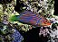 Six Line Wrasse - Imagem 2