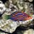 Six Line Wrasse - Imagem 1