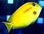 Orange Shoulder Tang Juvenil - Imagem 1