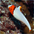 Bicolor Parrotfish - Imagem 2