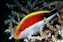 Freckled Hawkfish - Imagem 1