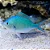 green chromis - Imagem 1