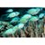 green chromis - Imagem 2