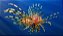 Lion Fish (Peixe-Leão) - Imagem 1
