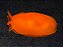 Nudibrânquio Laranja - Imagem 1