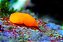 Nudibrânquio Laranja - Imagem 2