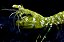 Mantis Brasileiro - Imagem 2