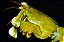 Mantis Brasileiro - Imagem 3