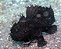 Frogfish - Imagem 1