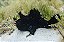 Frogfish - Imagem 2