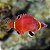 Possum Wrasse - Imagem 2