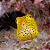 Yellow Box Fish - Imagem 3