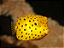 Yellow Box Fish - Imagem 1