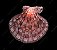 Lyropecten nodosus - Imagem 2