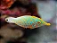 Orange Spot Filefish - Imagem 1