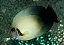 Half Black Mimic Tang - Imagem 2