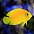 Yellow Angel - Imagem 1