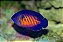 Coral Beauty Angelfish - Imagem 2