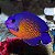Coral Beauty Angelfish - Imagem 1