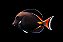 Achilles Tang - Imagem 2