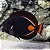 Achilles Tang - Imagem 1