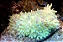Sebae Anemone Yellow Pink Tips - Imagem 2