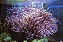 Magnificient Anemone (G) - Imagem 1