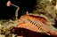 Banded Pipefish - Imagem 1