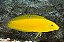 Yellow Coris - Imagem 1