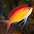 Anthias Dispar - Imagem 1