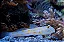 Diamond Goby - Imagem 1