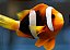 Clarkii TRUE Clownfish (Selvagem) - Imagem 1