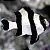 4 Stripe Damsel - Imagem 2
