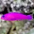 Purple Dottyback - Imagem 1