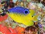 Donzela Brasileira (Stegastes variabilis) - Imagem 1