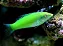Green Coris Wrasse - Imagem 1