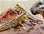 Mudskipper P (Peixe Saltador do Lodo) - Imagem 1