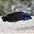 Pseudochromis Springeri - Imagem 1